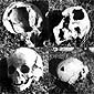 Większość wydobytych w Woli Ostrowieckiej czaszek była rozstrzaskana uderzeniami maczug, obuchów siekier i młotów.