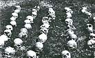 Wola Ostrowiecka, 1992 r. Ułożone czaszki z ekshumacji szczątków ofiar ludobójstwa ukraińskiego z 30 sierpnia 1943 r.